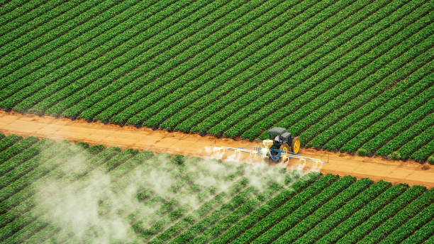 Best Termite Control Services  in Ellensburg, WA