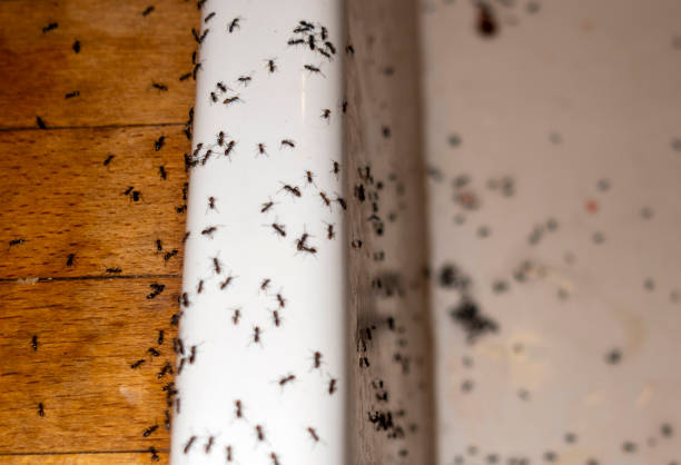 Best Spider Control Near Me  in Ellensburg, WA