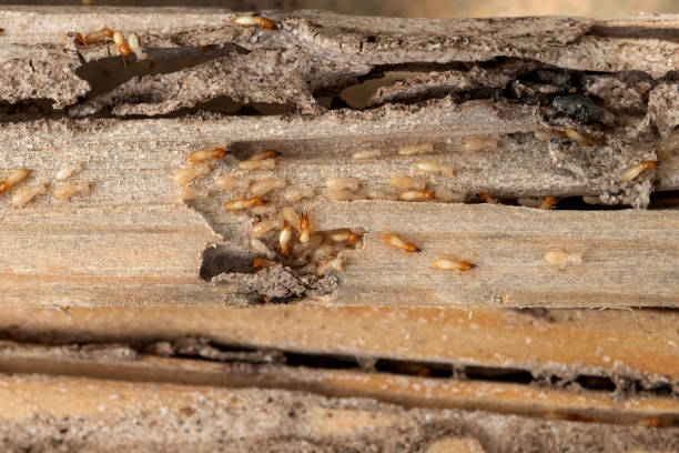 Best Local Pest Control Services  in Ellensburg, WA